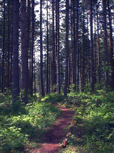 hiking trail