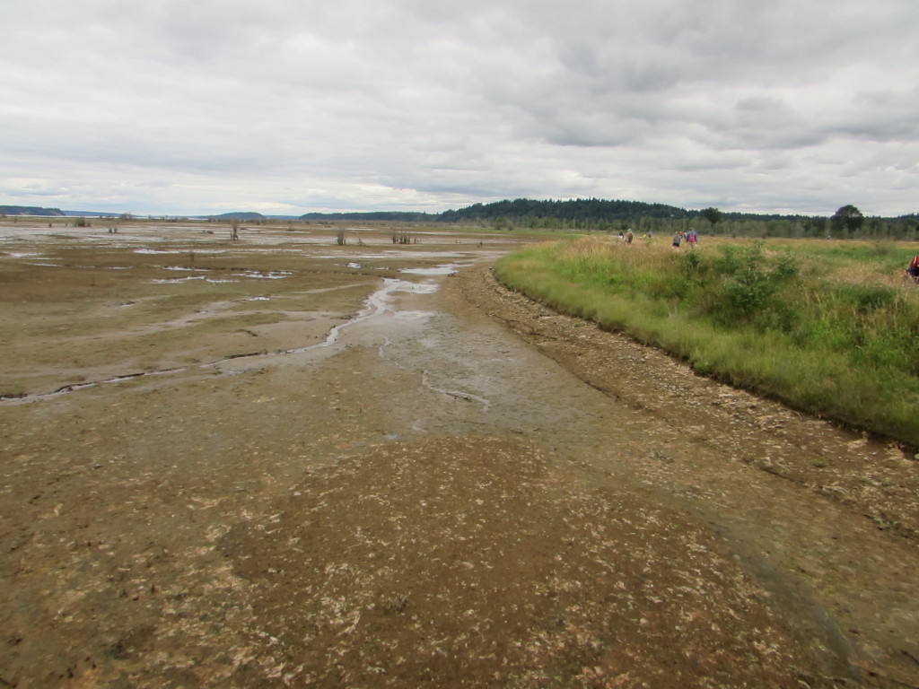 tidal mudflats with remaining road