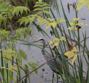Great Blue Heron small